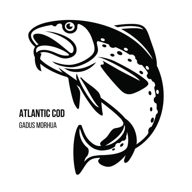 atlantischer kabeljau-fisch-vektor-illustration - vertebrate european cuisine seafood saltwater fish stock-grafiken, -clipart, -cartoons und -symbole