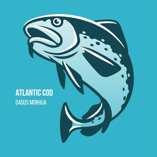 ilustrações de stock, clip art, desenhos animados e ícones de atlantic cod fish vector illustration - pollock trawler