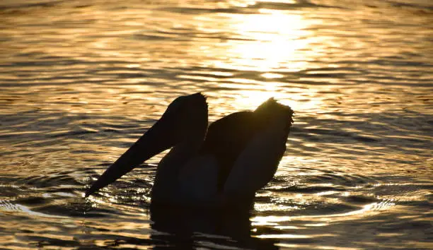 Photo of Pelican Sunset