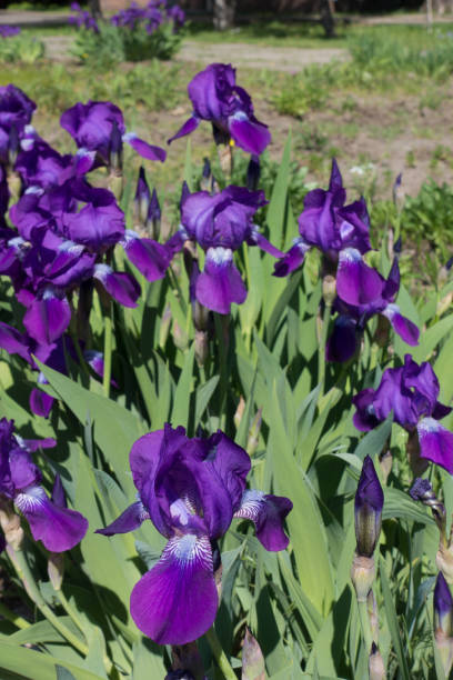 istock Purple bearded irises in the flower bed 823283544