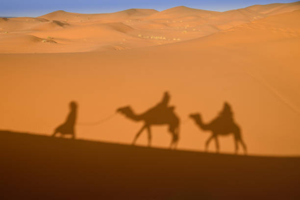 istock Camel shadows on Sahara Desert sand in Morocco. 823285506