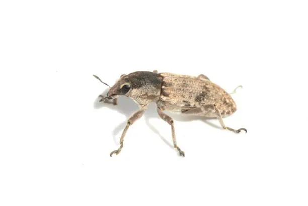 Sugar-beet weevil Conorrhyncus mendicus on white background