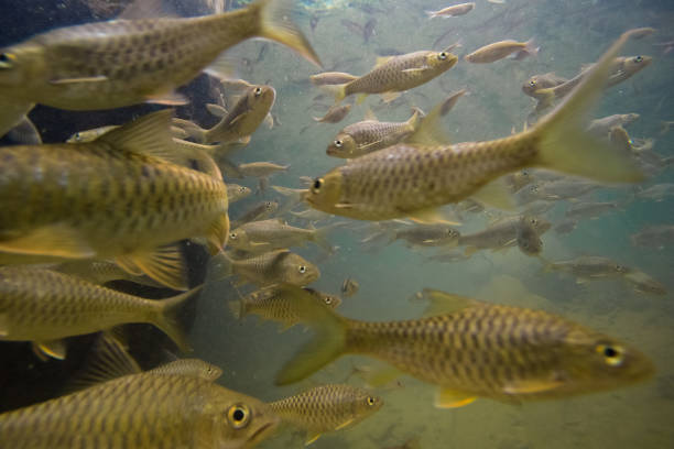 istock Underwater freshwater fish life 823288180