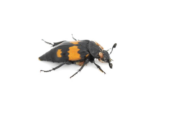 Carrion beetle The carrion beetle Nicrophorus vespilloides on white background beetle silphidae stock pictures, royalty-free photos & images