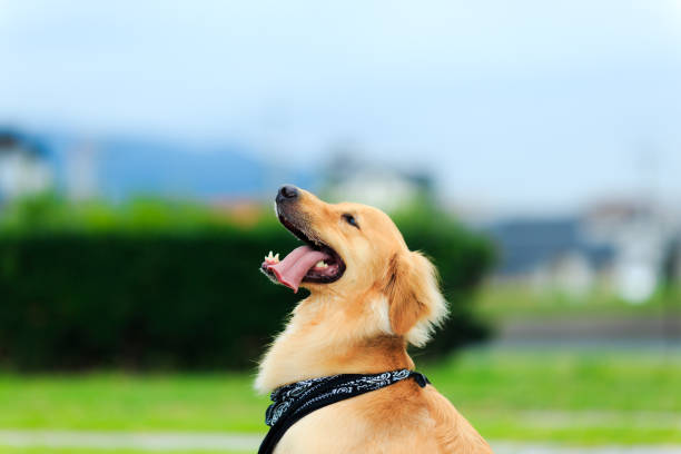 istock Golden retriever 823288798