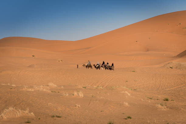istock Berber man leads caravan through Sahara Desert, Morocco 823291838