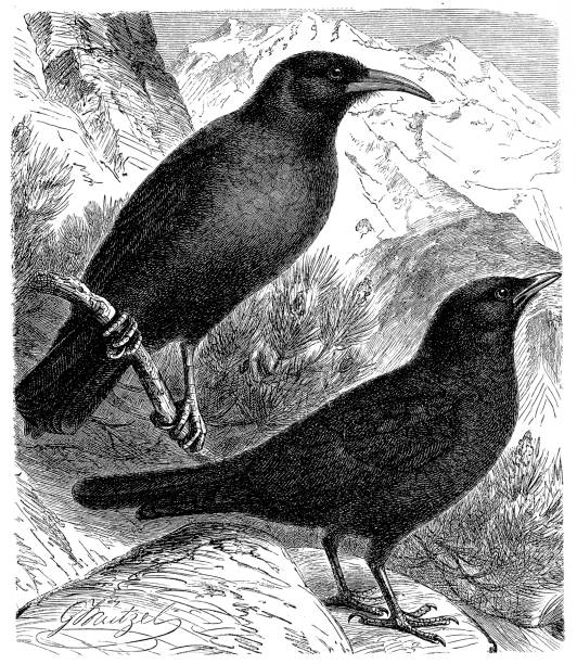 альпийский chough и желто-билль chough, (pyrrhocorax graculus) - bird flying inside of crow stock illustrations