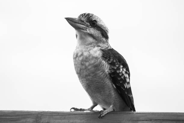 istock Kookaburra gracefully resting during the day. 823296640