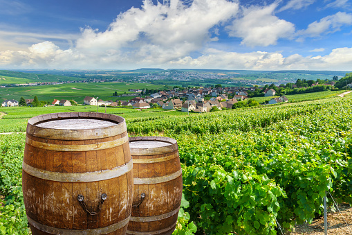 Champagne vineyards with old wooden barrel on row vine green grape in champagne vineyards background at montagne de reims, France