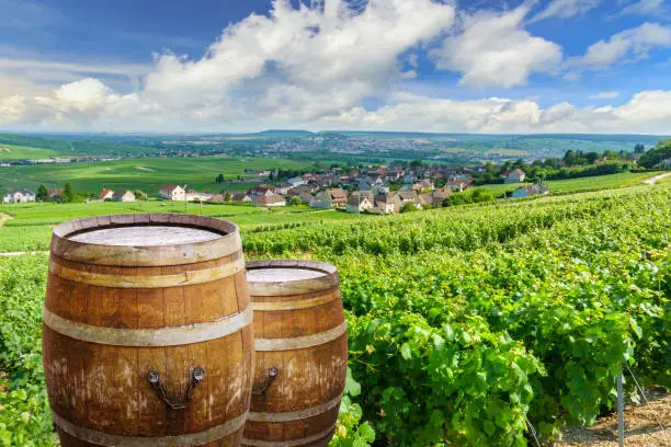 Photo of Champagne vineyards with old wooden barrel on row vine green grape in champagne vineyards background at montagne de reims, France