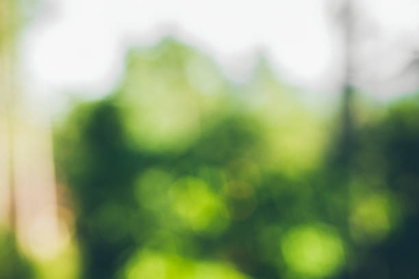 istock Green blur background. Abstract blurred texture. Abstract texture and background for designers. Green blurred background of green leaves and trees. Blurred trees. 823300454