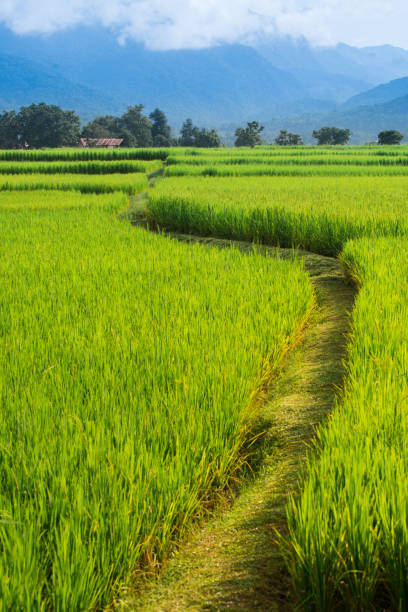 istock Rice Field way on green field background 823304730
