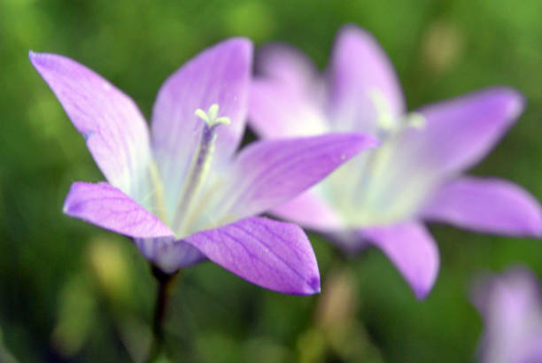 istock Blur background with violet bell flower campanula 823307616