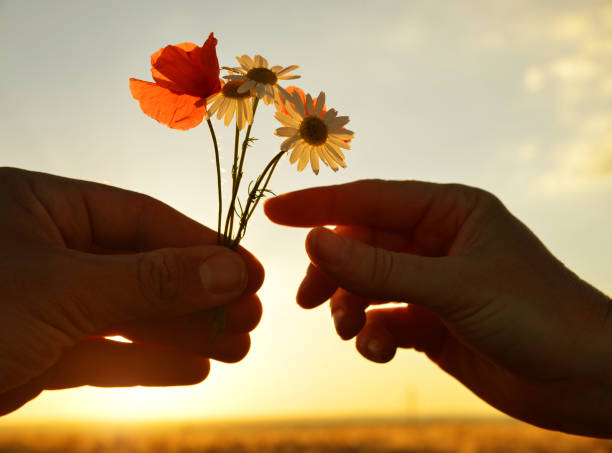 Hand gives a flowers with love at sunset.