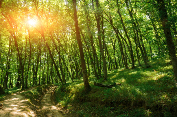 istock Beautiful wood at the sunset. Environment protection 823311348