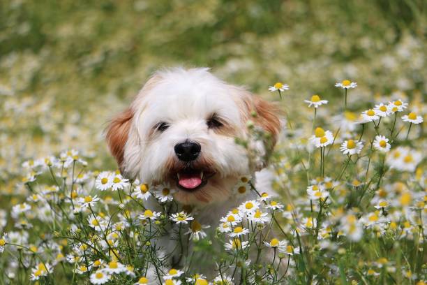 istock little dog in the flower field 823311572
