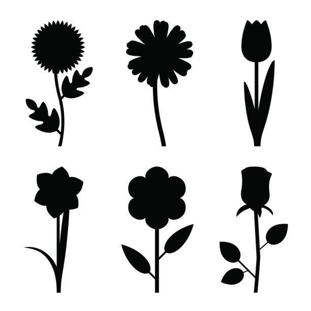 Flowers black silhouettes Flowers black silhouettes. Vector illustration of garden flowers. narcissus mythological character stock illustrations