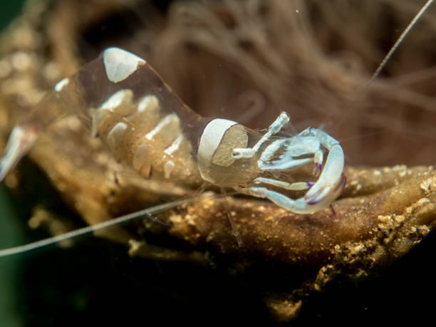 istock anemone shrimp at sea anemone 823312052