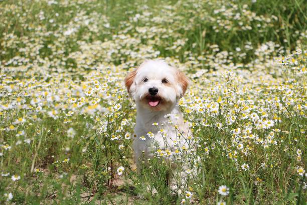 havaneser sits in a field of wild chamomile