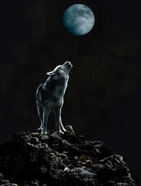 Photo of Wolf howls at the moon on a dark night