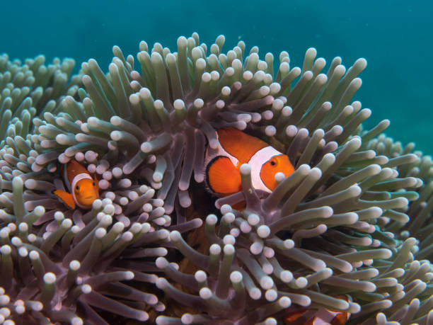 istock Anemone fish at under the sea 823314596
