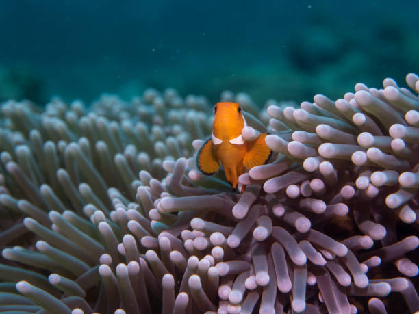 istock Anemone fish at under the sea 823314688