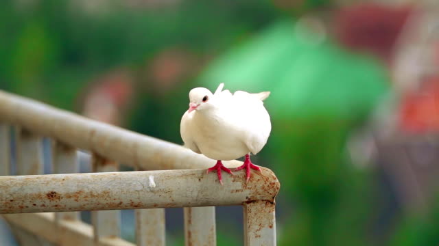 Super slow motion shot of a white pigeon flying off a handrail