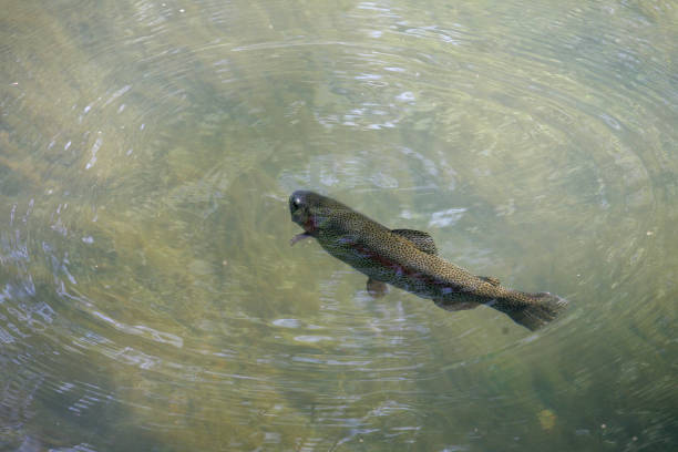 istock Fish swim in the river water 823319678