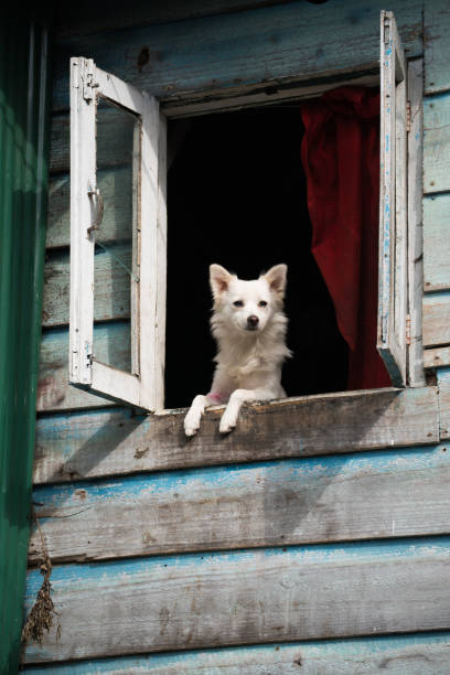 istock Dog standing in window and look out from home 823319826