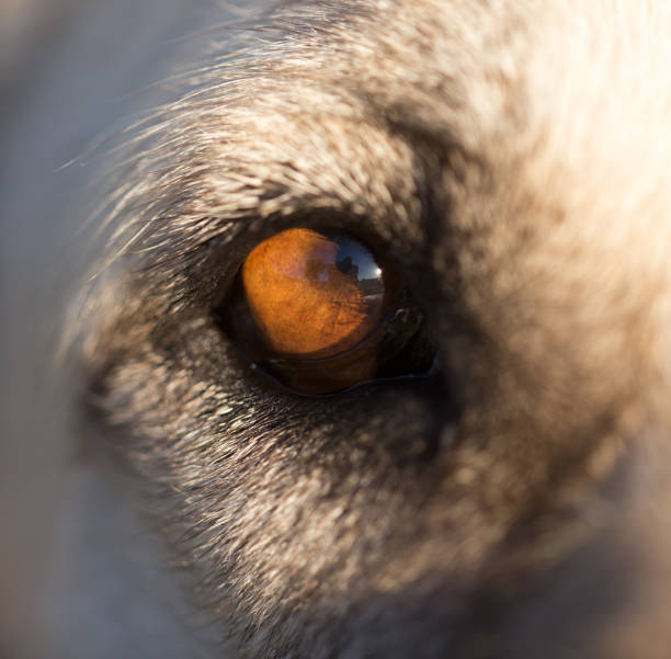 Close up shot of a dog's eye