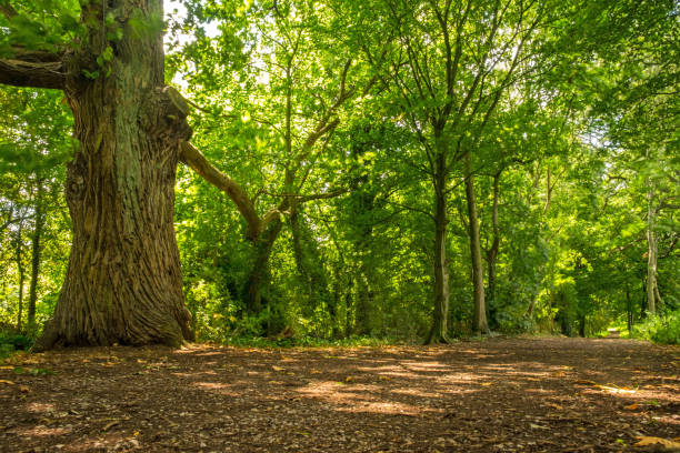 спокойные лесные прогулки - woodland trail woods forest footpath стоковые фото и изображения