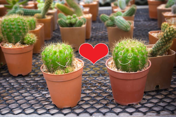 Smiling face on two cactus and Red heart shape. Love concept.