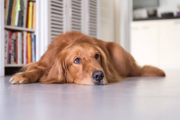 istock golden retriever to lie on the ground 823323774