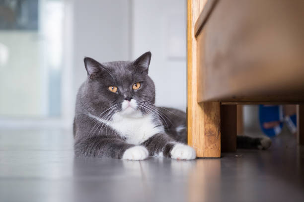 istock Gray British shorthair cats, indoors 823323798