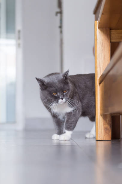 istock Gray British shorthair cats, indoors 823323816