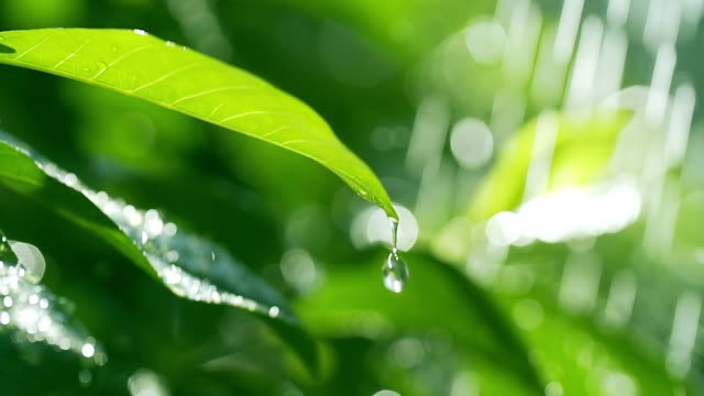 HD slow motion : Green leaf with water drop water on green sunny background