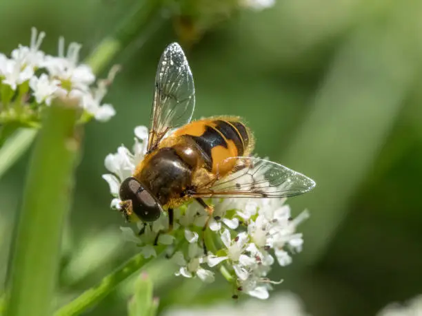 Eristalis horticola hoverfly or dronefly feeding or nectaring on white flower, water dropwort or umbellifer