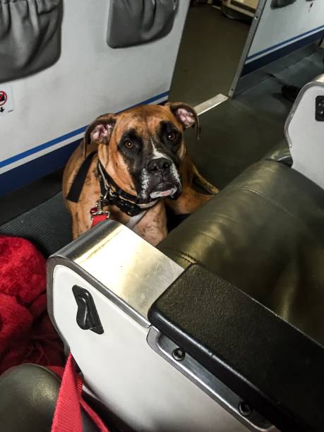 dog sits on the floor in an airplane stock photo