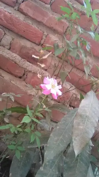 Pink rose in the red brick background