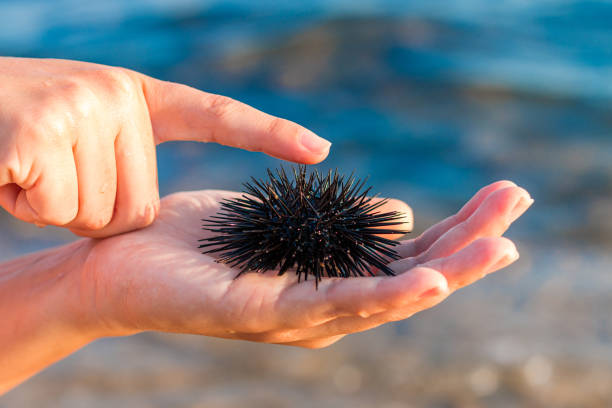 istock Sea urchin in woman's hand 823331414