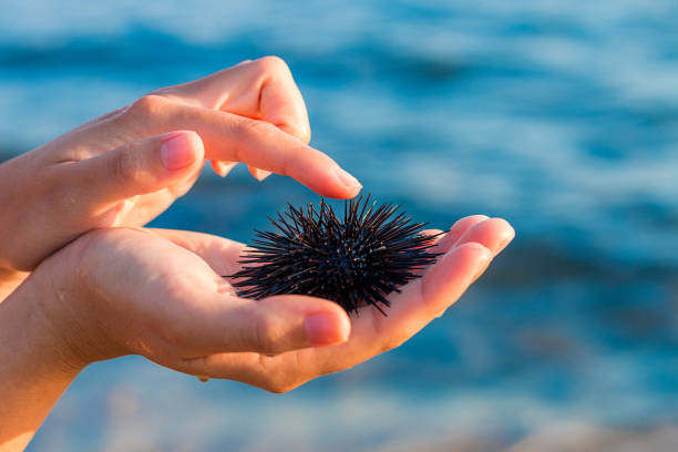 istock Sea urchin in beautiful woman's hand 823331512