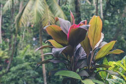 Green jungle on Bali island. Tropical rainforest scene.