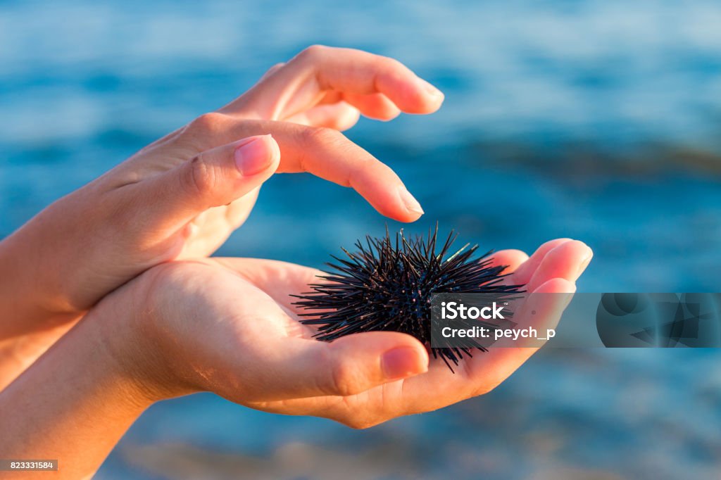 Sea urchin in woman's hand. Stock Photo Sea urchin in woman's hand : Stock Photo Sea Urchin Stock Photo