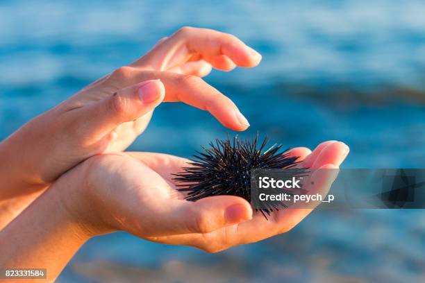 Sea Urchin In Womans Hand Stock Photo Stock Photo - Download Image Now - Sea Urchin, Adult, Adventure