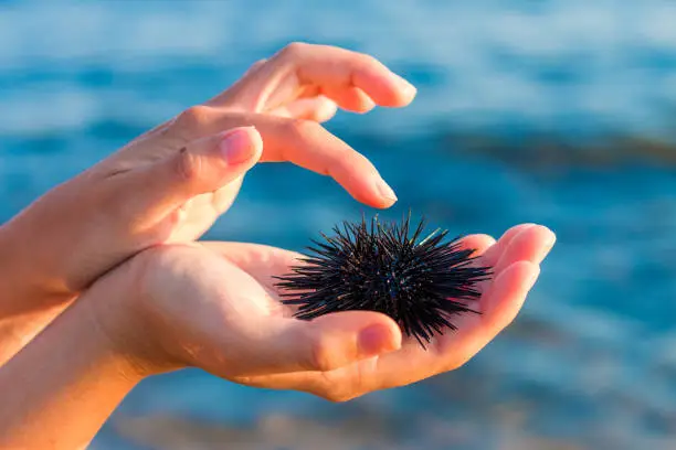 Sea urchin in woman's hand : Stock Photo