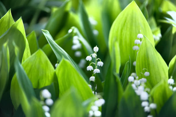 istock lily of the valley, valley lily. Summer , spring backgraund 823331662