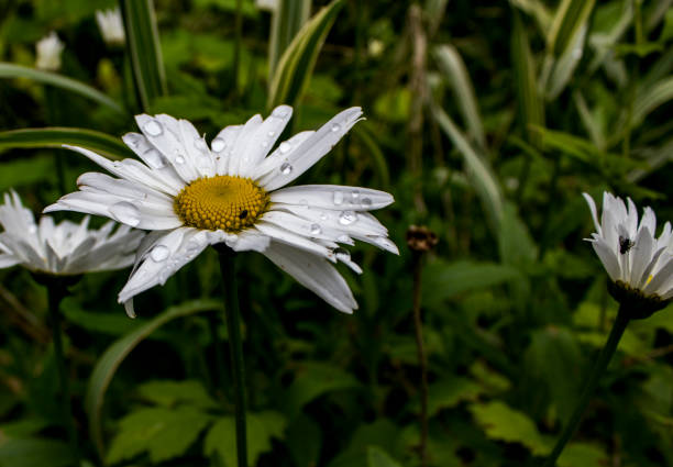 istock White flowers. Shot in Denmark 823331910