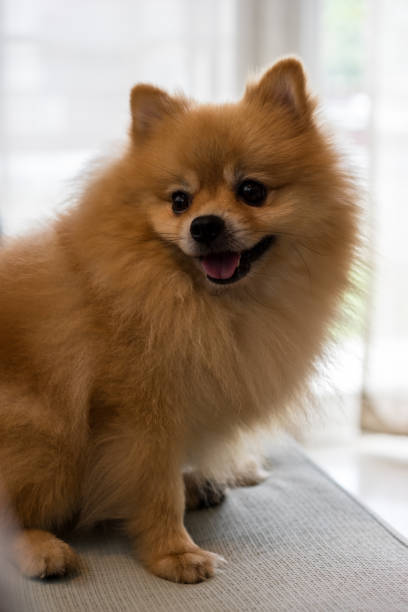 istock Close-up dog pomeranian spitz smiling, Selective focus. 823335182