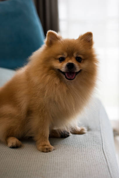 istock Close-up dog pomeranian spitz smiling, Selective focus. 823335188