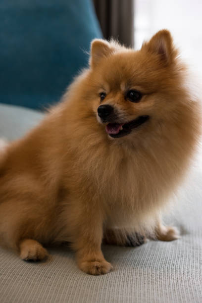 istock Close-up dog pomeranian spitz smiling, Selective focus. 823335190